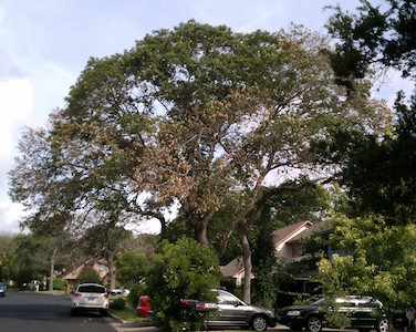 Oak Wilt - red oak tree turing brown