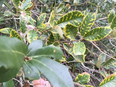 Oak Wilt symptom - Veinal Banding on tre