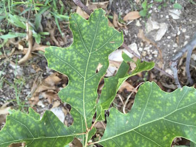 Oak Wilt Specialists Of Texas About Oak Wilt Symptoms Spread And Control