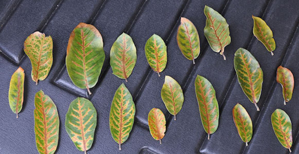 Veinal Necrosis collectio