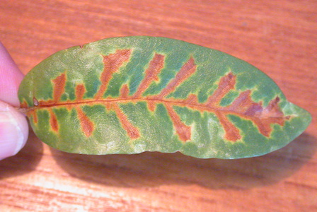 Oak Wilt symptom - classicVeinal Necrosis 