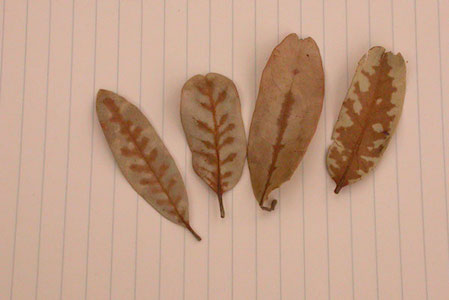 Veinal Necrosis on brown leave