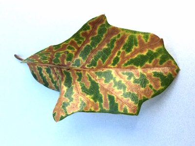 Oak Wilt symptom - finely detailed Veinal Necrosis (