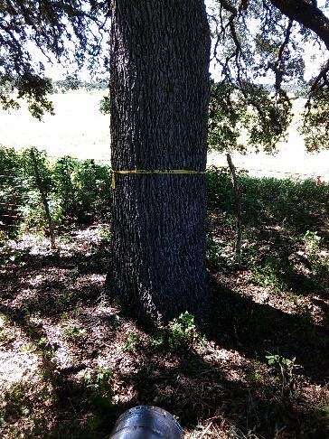 Tree flagged for treatmen